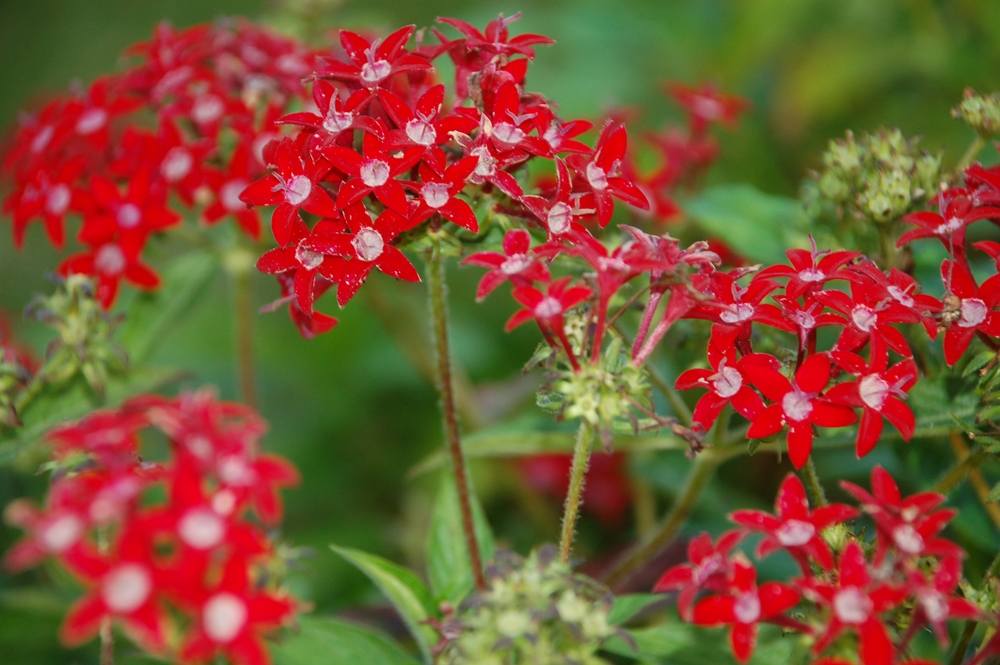 ภาพดอกไม้สวยๆ HD-3D-Wallpapers-Backgrounds (Flower)ภาพพื้นหลัง พักหน้าจอ No.10