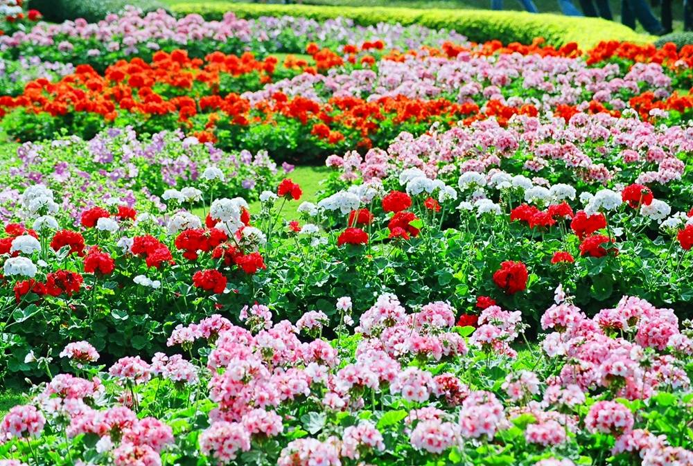 ภาพดอกไม้สวยๆ HD-3D-Wallpapers-Backgrounds (Flower)ภาพพื้นหลัง พักหน้าจอ No.10