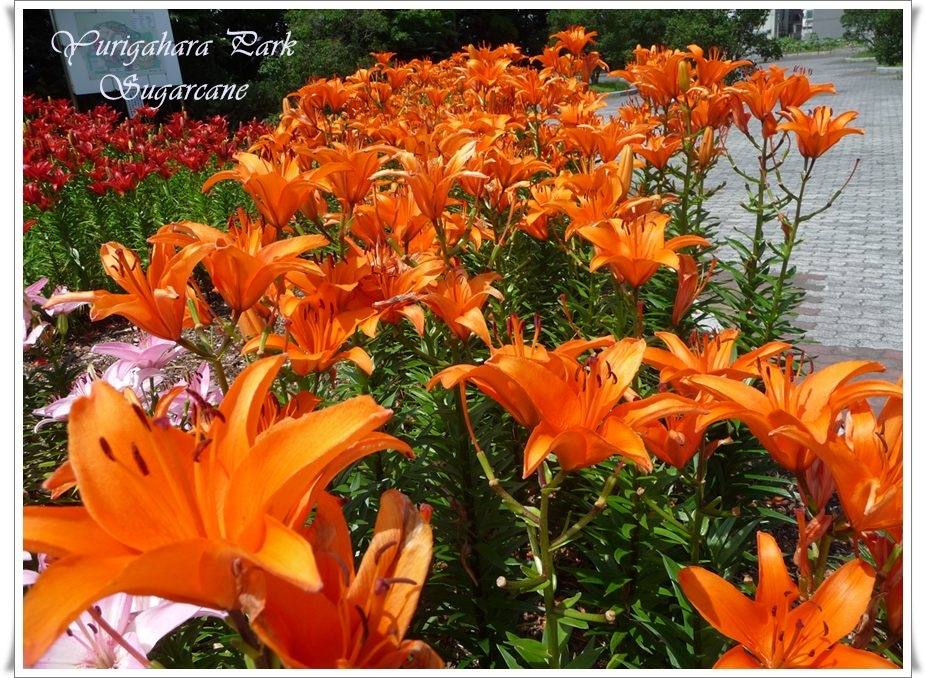ภาพดอกไม้สวยๆ HD-3D-Wallpapers-Backgrounds (Flower)ภาพพื้นหลัง พักหน้าจอ No.10