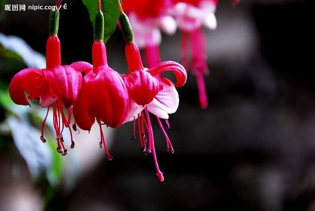 ภาพดอกไม้สวยๆ HD-3D-Wallpapers-Backgrounds (Flower)ภาพพื้นหลัง พักหน้าจอ No.10