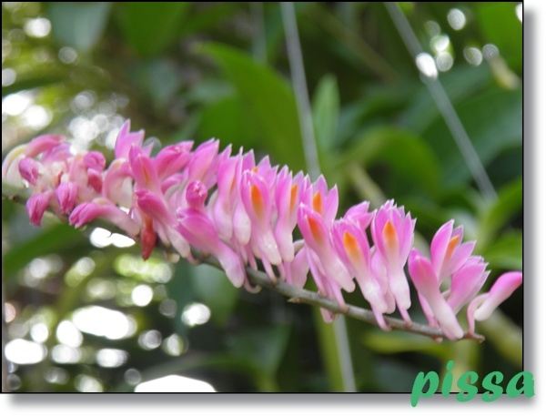 ภาพดอกไม้สวยๆ HD-3D-Wallpapers-Backgrounds (Flower)ภาพพื้นหลัง พักหน้าจอ No.10