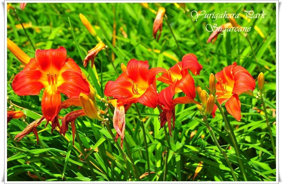 ภาพดอกไม้สวยๆ HD-3D-Wallpapers-Backgrounds (Flower)ภาพพื้นหลัง พักหน้าจอ No.10