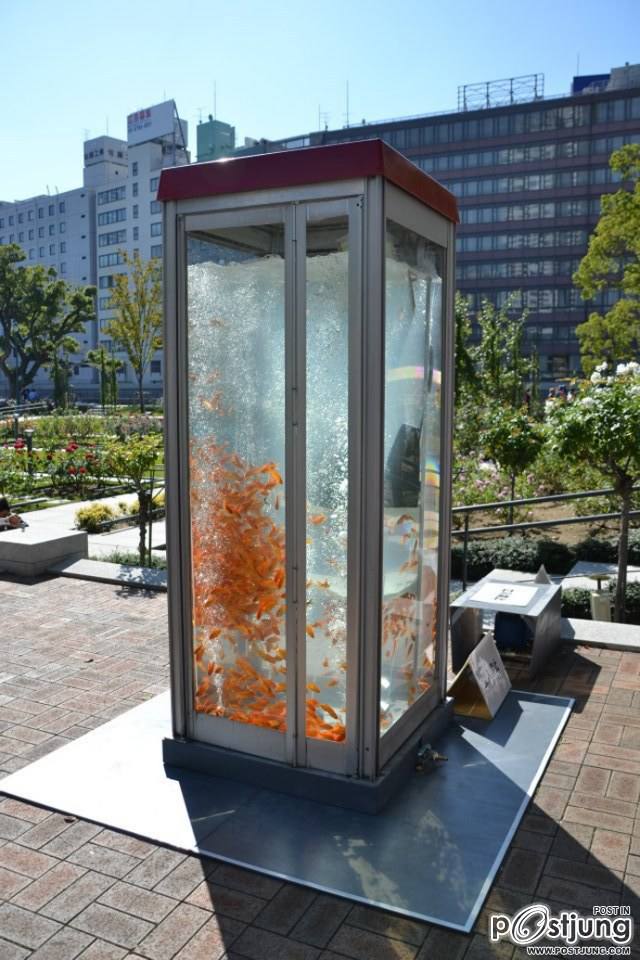 Public Phone Booth Transformed Into Giant Fish Aquarium