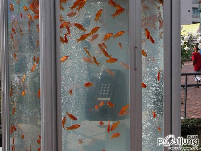 Public Phone Booth Transformed Into Giant Fish Aquarium