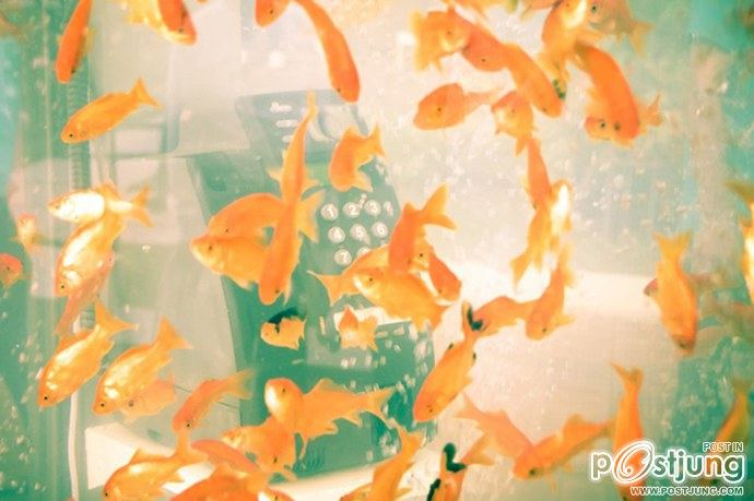 Public Phone Booth Transformed Into Giant Fish Aquarium