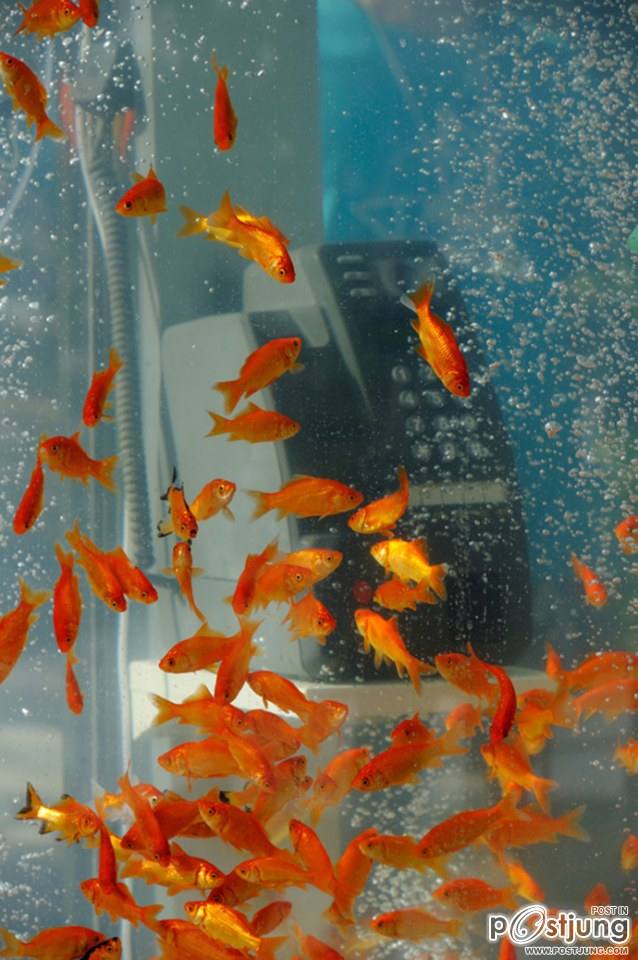Public Phone Booth Transformed Into Giant Fish Aquarium