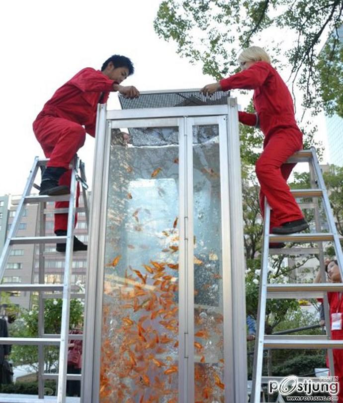 Public Phone Booth Transformed Into Giant Fish Aquarium