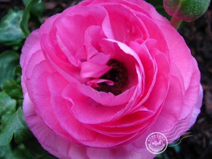 ภาพดอกไม้สวยๆ HD-3D-Wallpapers-Backgrounds (Flower)ภาพพื้นหลัง พักหน้าจอ No.11