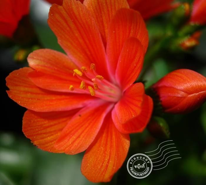 ภาพดอกไม้สวยๆ HD-3D-Wallpapers-Backgrounds (Flower)ภาพพื้นหลัง พักหน้าจอ No.11