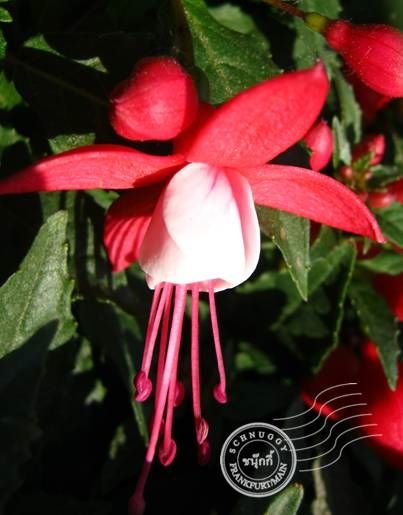 ภาพดอกไม้สวยๆ HD-3D-Wallpapers-Backgrounds (Flower)ภาพพื้นหลัง พักหน้าจอ No.11