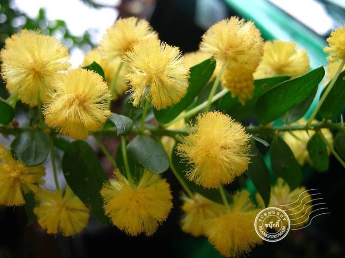 ภาพดอกไม้สวยๆ HD-3D-Wallpapers-Backgrounds (Flower)ภาพพื้นหลัง พักหน้าจอ No.11