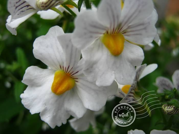 ภาพดอกไม้สวยๆ HD-3D-Wallpapers-Backgrounds (Flower)ภาพพื้นหลัง พักหน้าจอ No.11