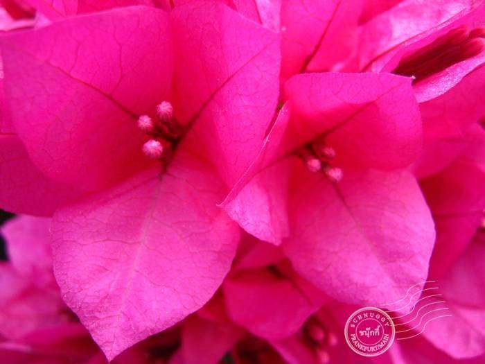 ภาพดอกไม้สวยๆ HD-3D-Wallpapers-Backgrounds (Flower)ภาพพื้นหลัง พักหน้าจอ No.11