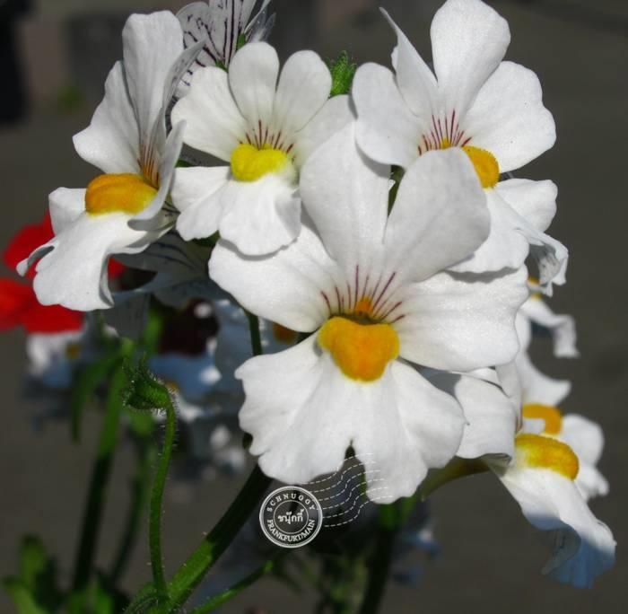 ภาพดอกไม้สวยๆ HD-3D-Wallpapers-Backgrounds (Flower)ภาพพื้นหลัง พักหน้าจอ No.11