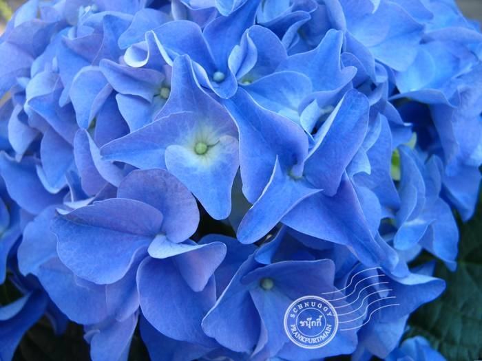 ภาพดอกไม้สวยๆ HD-3D-Wallpapers-Backgrounds (Flower)ภาพพื้นหลัง พักหน้าจอ No.11