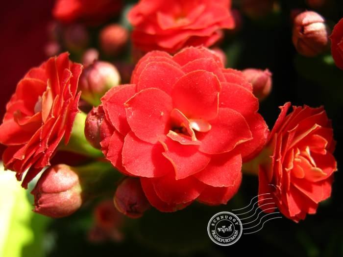 ภาพดอกไม้สวยๆ HD-3D-Wallpapers-Backgrounds (Flower)ภาพพื้นหลัง พักหน้าจอ No.11