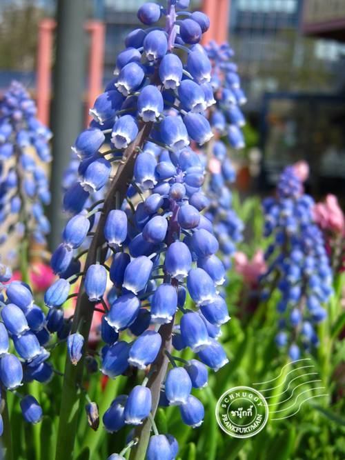 ภาพดอกไม้สวยๆ HD-3D-Wallpapers-Backgrounds (Flower)ภาพพื้นหลัง พักหน้าจอ No.11