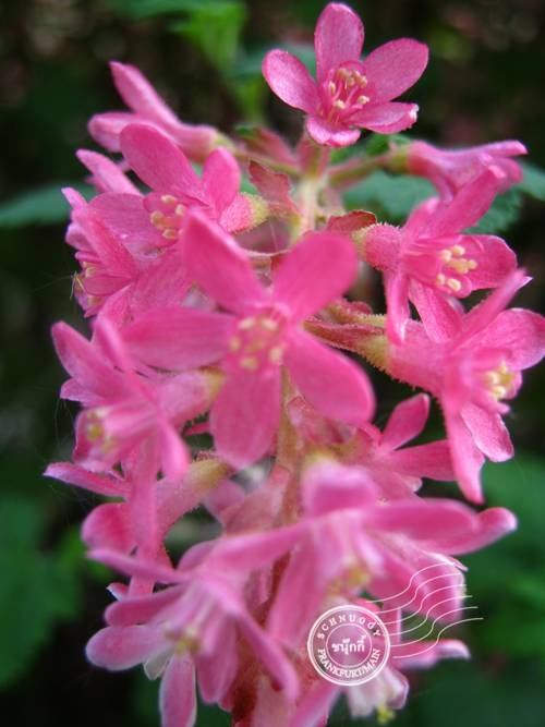 ภาพดอกไม้สวยๆ HD-3D-Wallpapers-Backgrounds (Flower)ภาพพื้นหลัง พักหน้าจอ No.11