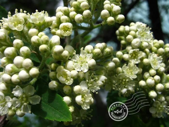ภาพดอกไม้สวยๆ HD-3D-Wallpapers-Backgrounds (Flower)ภาพพื้นหลัง พักหน้าจอ No.11