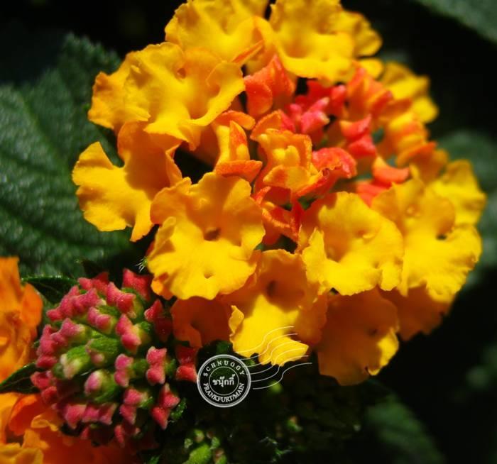 ภาพดอกไม้สวยๆ HD-3D-Wallpapers-Backgrounds (Flower)ภาพพื้นหลัง พักหน้าจอ No.11