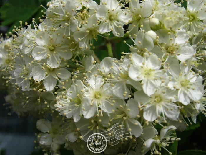 ภาพดอกไม้สวยๆ HD-3D-Wallpapers-Backgrounds (Flower)ภาพพื้นหลัง พักหน้าจอ No.11