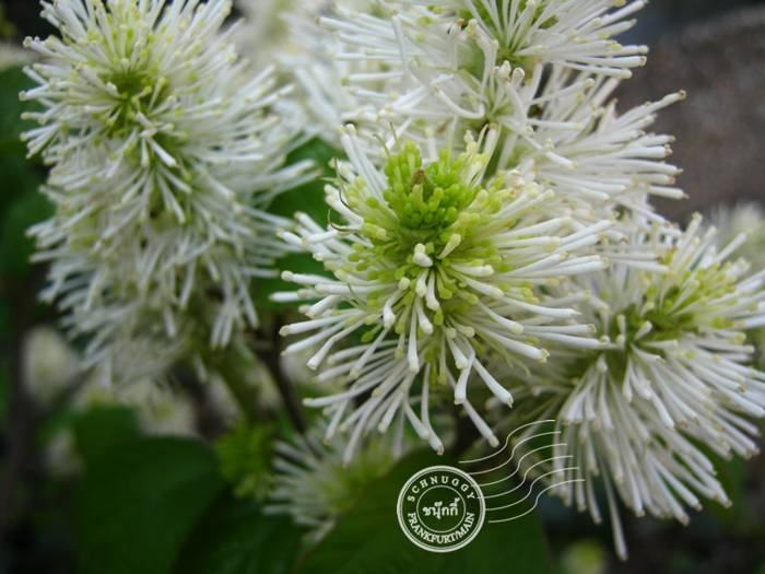ภาพดอกไม้สวยๆ HD-3D-Wallpapers-Backgrounds (Flower)ภาพพื้นหลัง พักหน้าจอ No.11