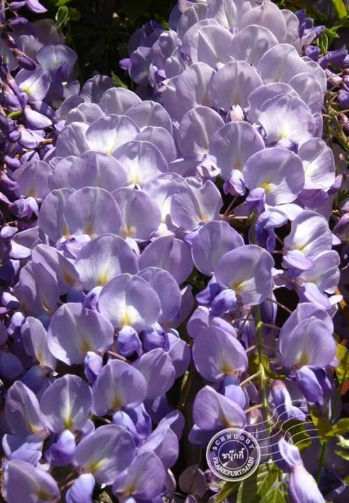 ภาพดอกไม้สวยๆ HD-3D-Wallpapers-Backgrounds (Flower)ภาพพื้นหลัง พักหน้าจอ No.11