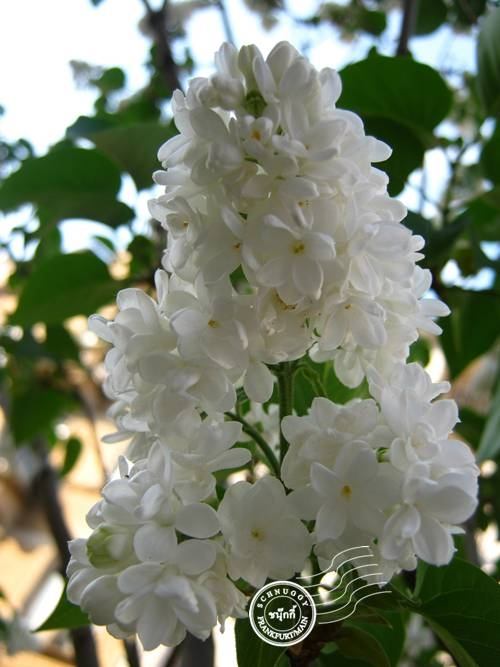 ภาพดอกไม้สวยๆ HD-3D-Wallpapers-Backgrounds (Flower)ภาพพื้นหลัง พักหน้าจอ No.11