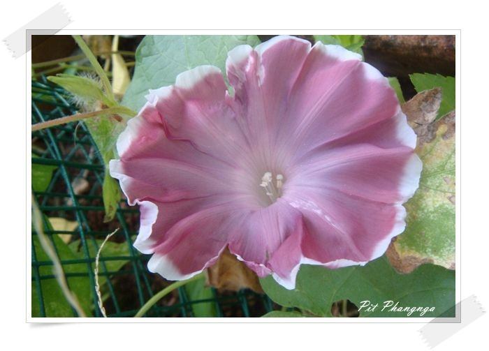 ภาพดอกไม้สวยๆ HD-3D-Wallpapers-Backgrounds (Flower)ภาพพื้นหลัง พักหน้าจอ No.11