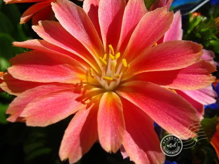 ภาพดอกไม้สวยๆ HD-3D-Wallpapers-Backgrounds (Flower)ภาพพื้นหลัง พักหน้าจอ No.11