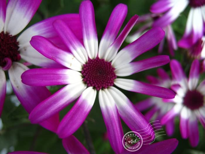 ภาพดอกไม้สวยๆ HD-3D-Wallpapers-Backgrounds (Flower)ภาพพื้นหลัง พักหน้าจอ No.11
