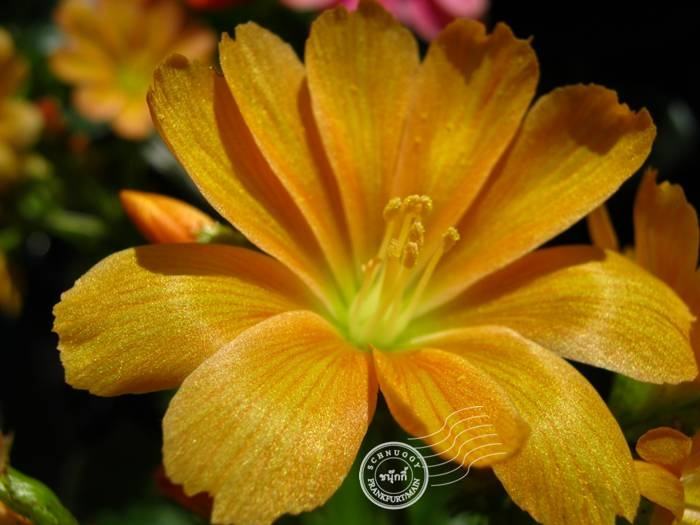 ภาพดอกไม้สวยๆ HD-3D-Wallpapers-Backgrounds (Flower)ภาพพื้นหลัง พักหน้าจอ No.11