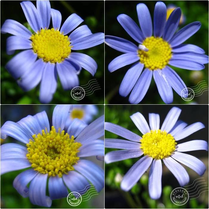 ภาพดอกไม้สวยๆ HD-3D-Wallpapers-Backgrounds (Flower)ภาพพื้นหลัง พักหน้าจอ No.11