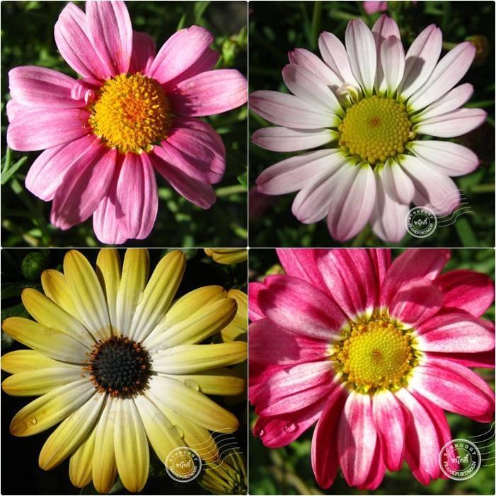 ภาพดอกไม้สวยๆ HD-3D-Wallpapers-Backgrounds (Flower)ภาพพื้นหลัง พักหน้าจอ No.11