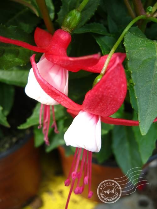 ภาพดอกไม้สวยๆ HD-3D-Wallpapers-Backgrounds (Flower)ภาพพื้นหลัง พักหน้าจอ No.11