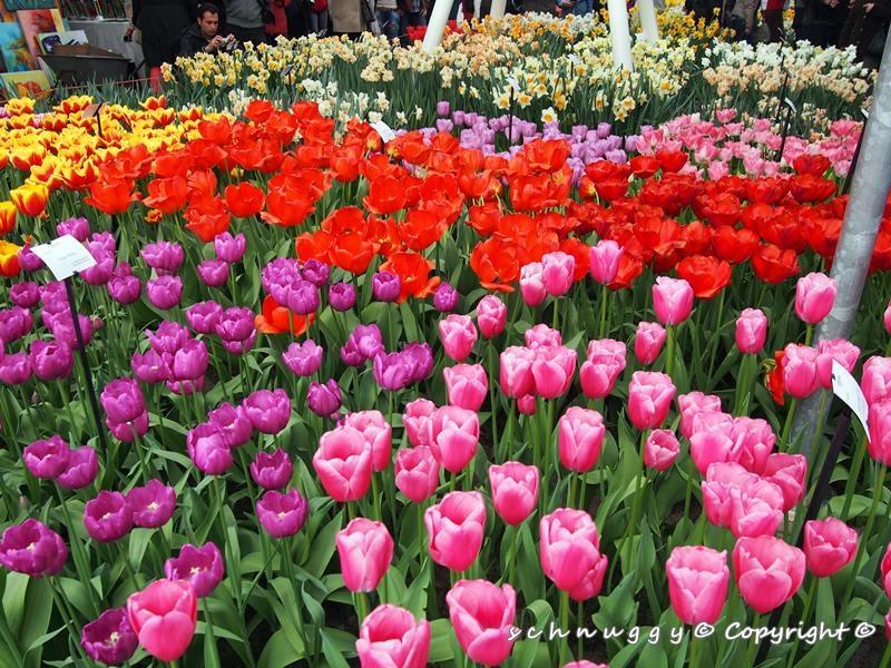 ภาพดอกไม้สวยๆ HD-3D-Wallpapers-Backgrounds (Flower)ภาพพื้นหลัง พักหน้าจอ No.12