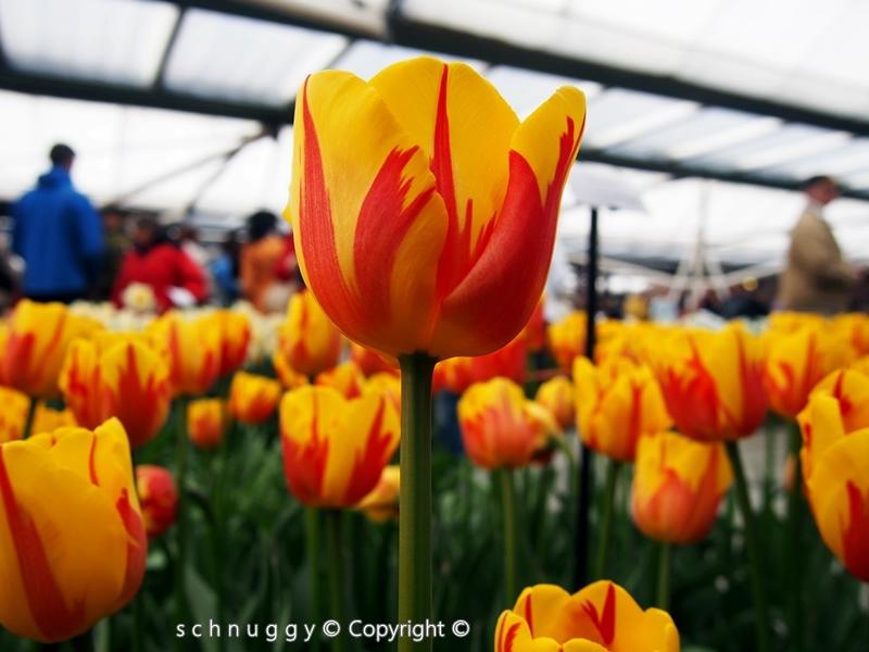 ภาพดอกไม้สวยๆ HD-3D-Wallpapers-Backgrounds (Flower)ภาพพื้นหลัง พักหน้าจอ No.12