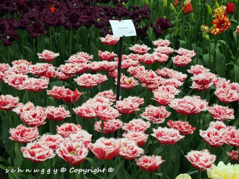 ภาพดอกไม้สวยๆ HD-3D-Wallpapers-Backgrounds (Flower)ภาพพื้นหลัง พักหน้าจอ No.12