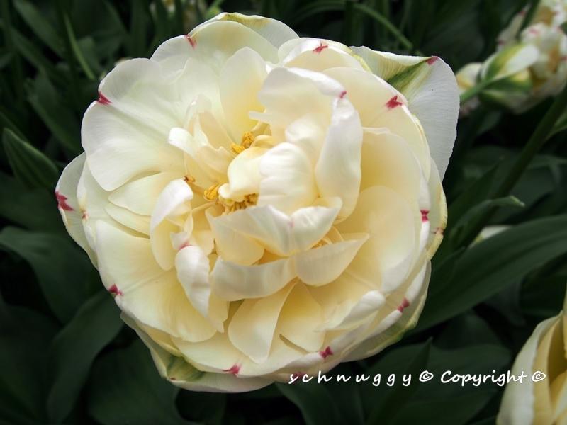 ภาพดอกไม้สวยๆ HD-3D-Wallpapers-Backgrounds (Flower)ภาพพื้นหลัง พักหน้าจอ No.12