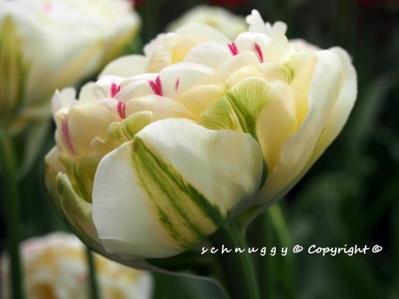 ภาพดอกไม้สวยๆ HD-3D-Wallpapers-Backgrounds (Flower)ภาพพื้นหลัง พักหน้าจอ No.12