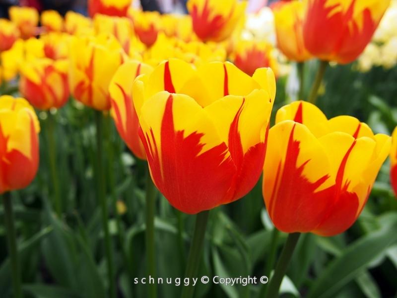 ภาพดอกไม้สวยๆ HD-3D-Wallpapers-Backgrounds (Flower)ภาพพื้นหลัง พักหน้าจอ No.12