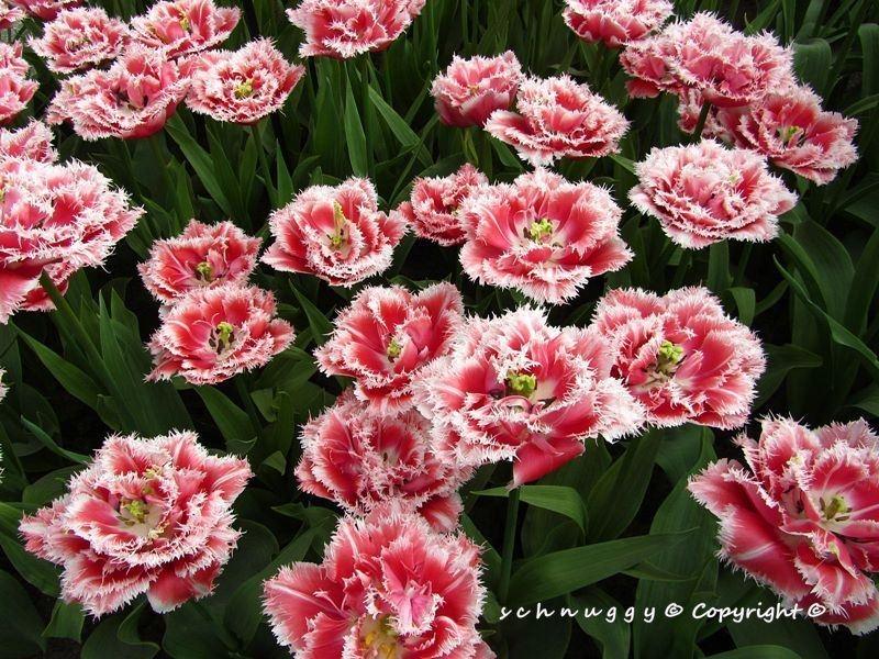ภาพดอกไม้สวยๆ HD-3D-Wallpapers-Backgrounds (Flower)ภาพพื้นหลัง พักหน้าจอ No.12