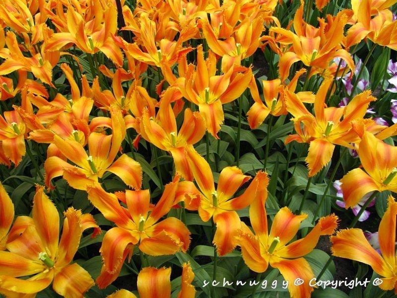 ภาพดอกไม้สวยๆ HD-3D-Wallpapers-Backgrounds (Flower)ภาพพื้นหลัง พักหน้าจอ No.12