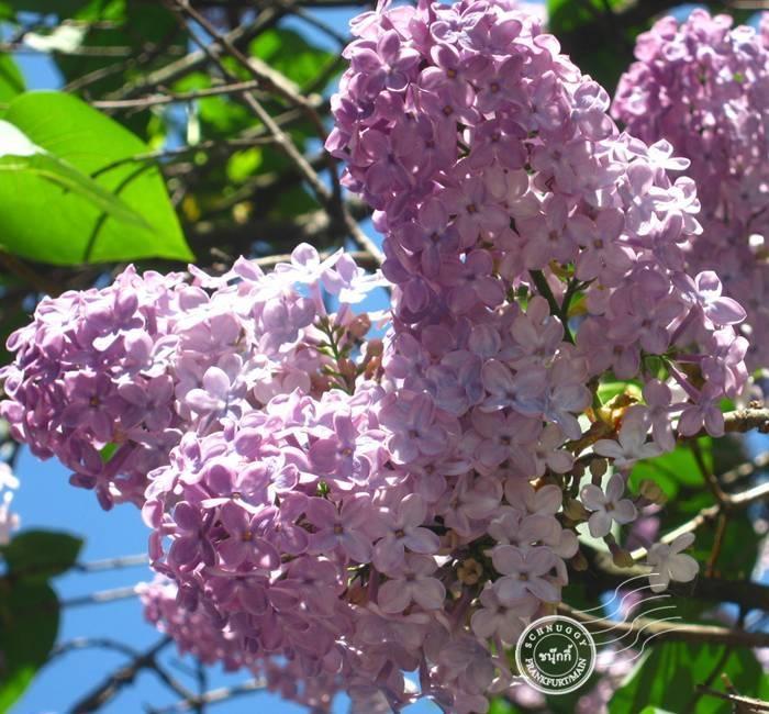 ภาพดอกไม้สวยๆ HD-3D-Wallpapers-Backgrounds (Flower)ภาพพื้นหลัง พักหน้าจอ No.12