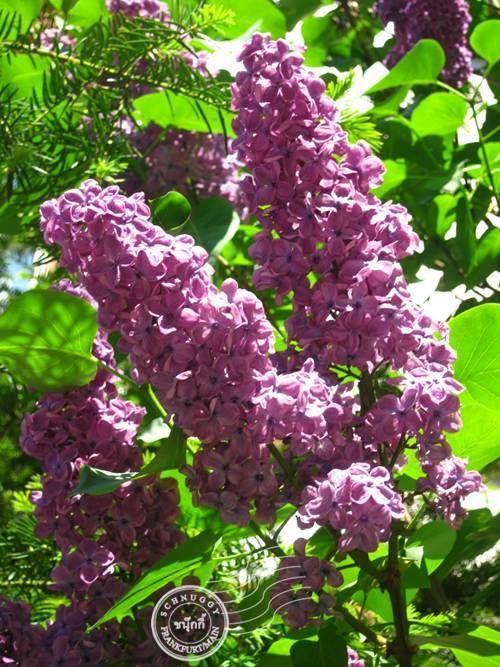 ภาพดอกไม้สวยๆ HD-3D-Wallpapers-Backgrounds (Flower)ภาพพื้นหลัง พักหน้าจอ No.12