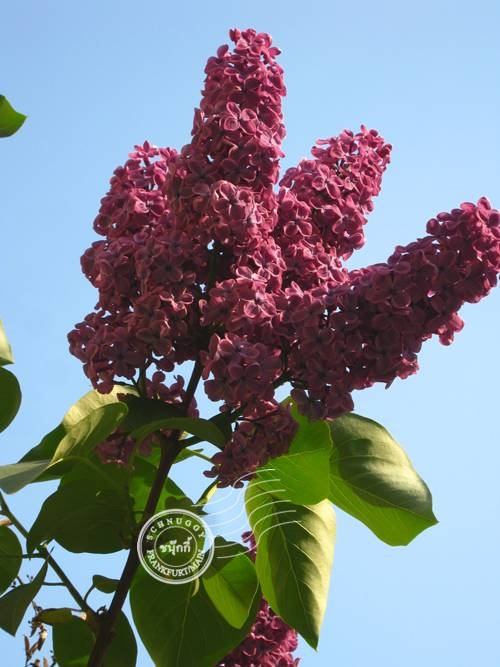 ภาพดอกไม้สวยๆ HD-3D-Wallpapers-Backgrounds (Flower)ภาพพื้นหลัง พักหน้าจอ No.12