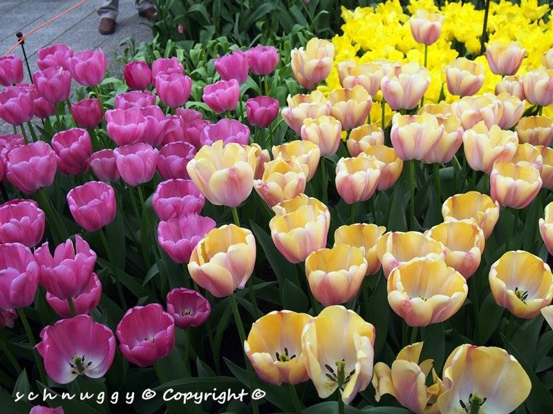 ภาพดอกไม้สวยๆ HD-3D-Wallpapers-Backgrounds (Flower)ภาพพื้นหลัง พักหน้าจอ No.12