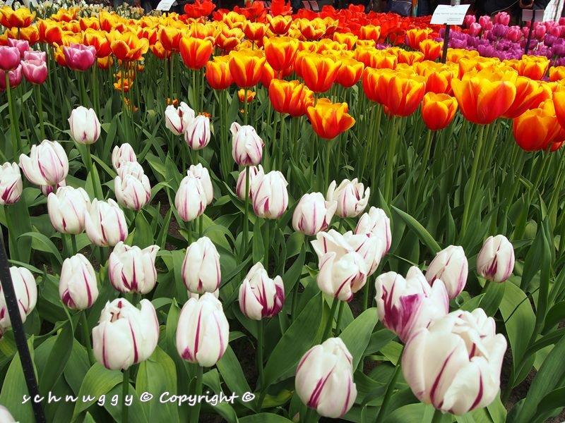 ภาพดอกไม้สวยๆ HD-3D-Wallpapers-Backgrounds (Flower)ภาพพื้นหลัง พักหน้าจอ No.12