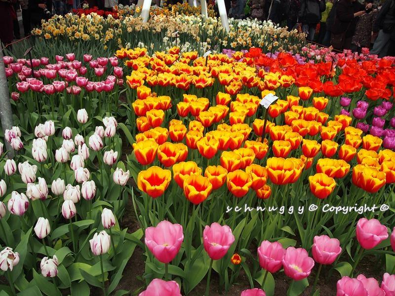 ภาพดอกไม้สวยๆ HD-3D-Wallpapers-Backgrounds (Flower)ภาพพื้นหลัง พักหน้าจอ No.12