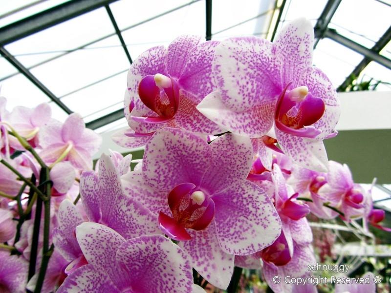 ภาพดอกไม้สวยๆ HD-3D-Wallpapers-Backgrounds (Flower)ภาพพื้นหลัง พักหน้าจอ No.12